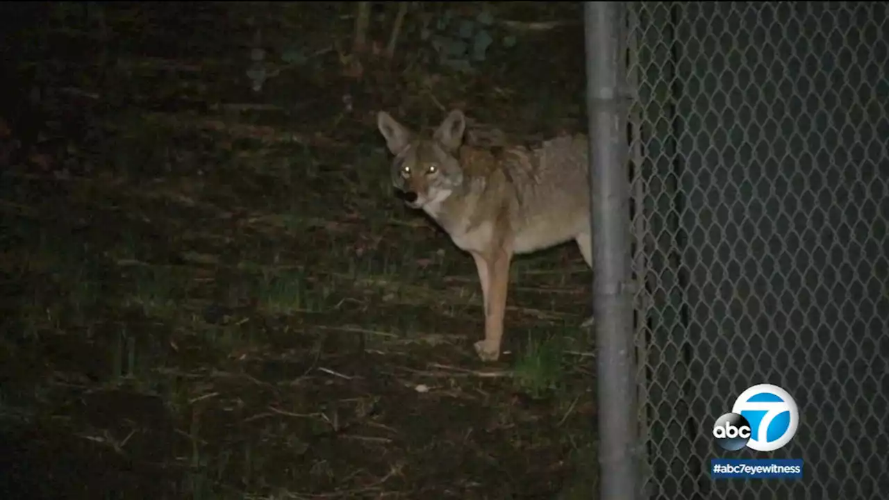 Wildlife officials searching Woodland Hills for coyote seen in video attacking girl