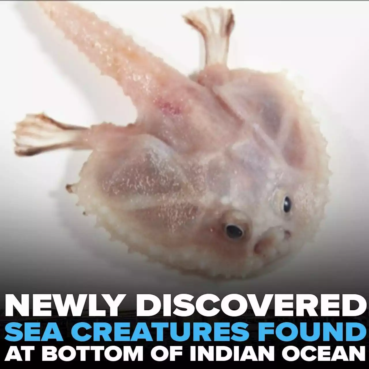 Newly discovered sea creatures found at bottom of Indian Ocean