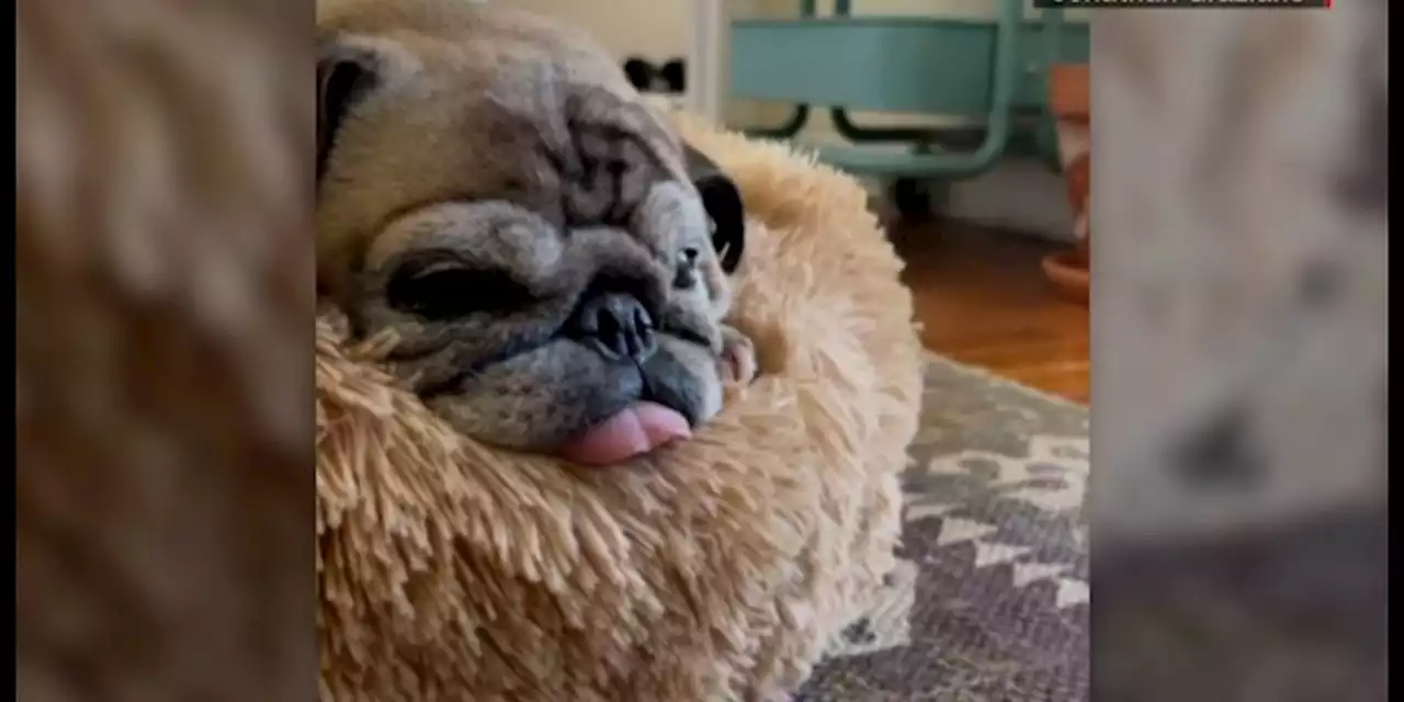 Pug who went viral on TikTok for ‘no bones day’ dies