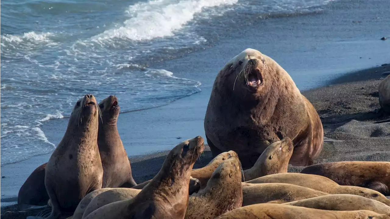 2,500 dead seals found on Russian coastline