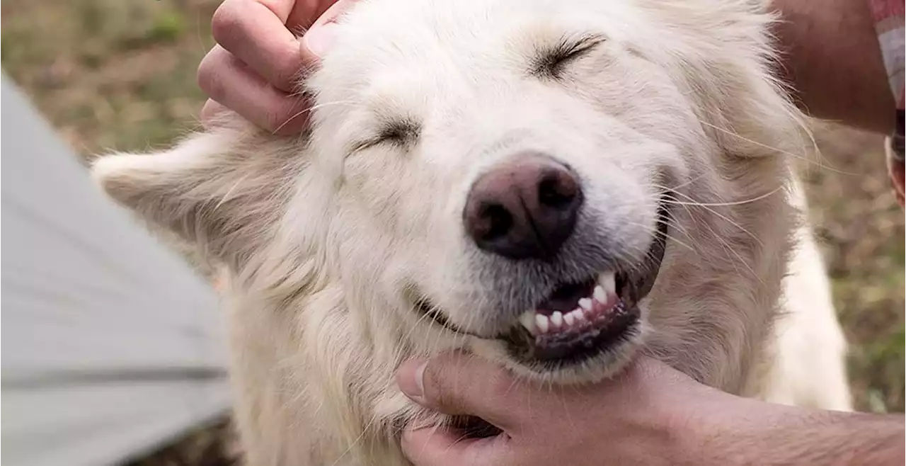 The key to curing cancer in humans may be discovered in dogs