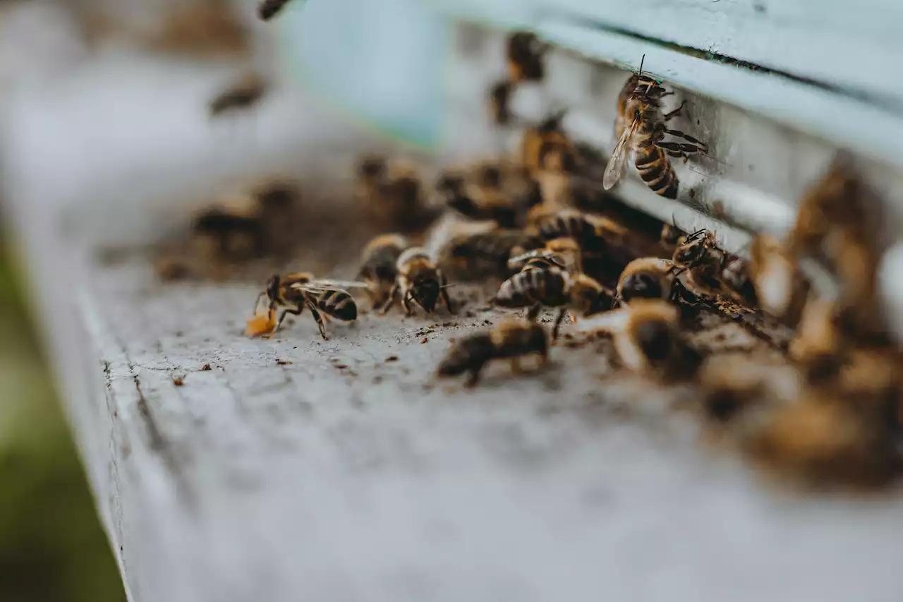 Las colmenas están aumentando en Colombia. ¿Hay más protección a las abejas?