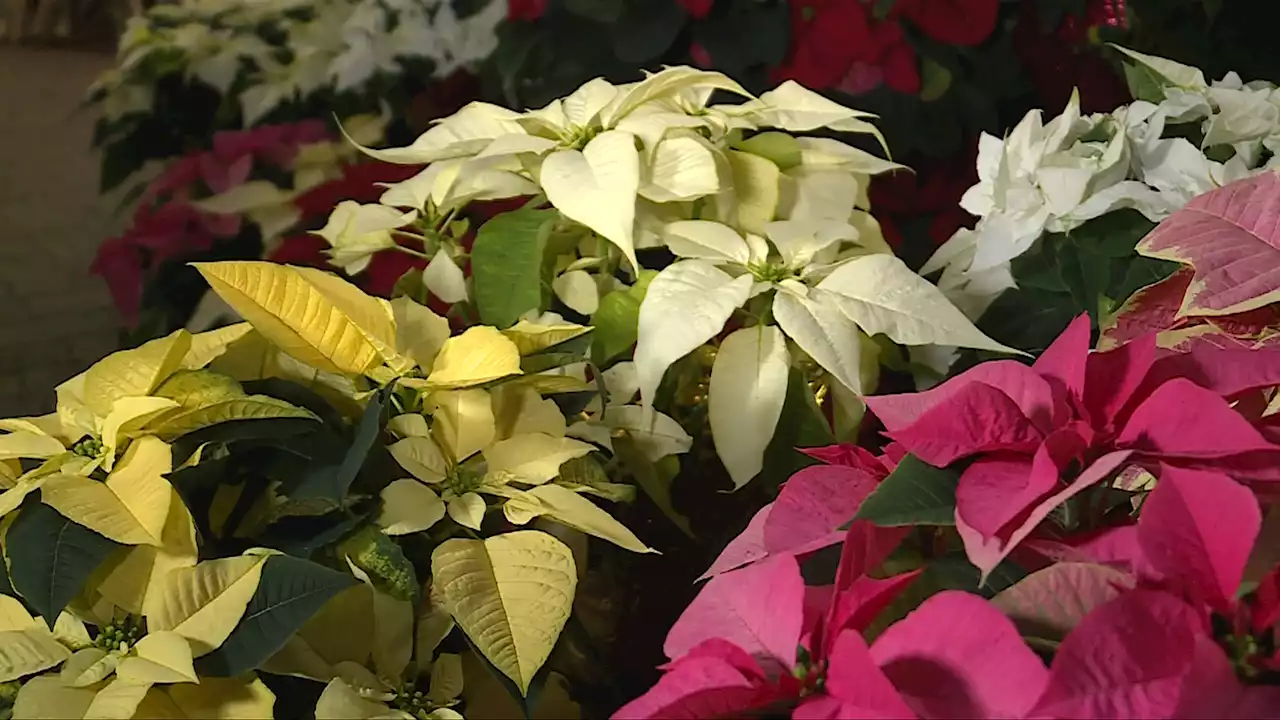 Get Up and Grow: Why poinsettia's are referred to as the official plant of Christmas