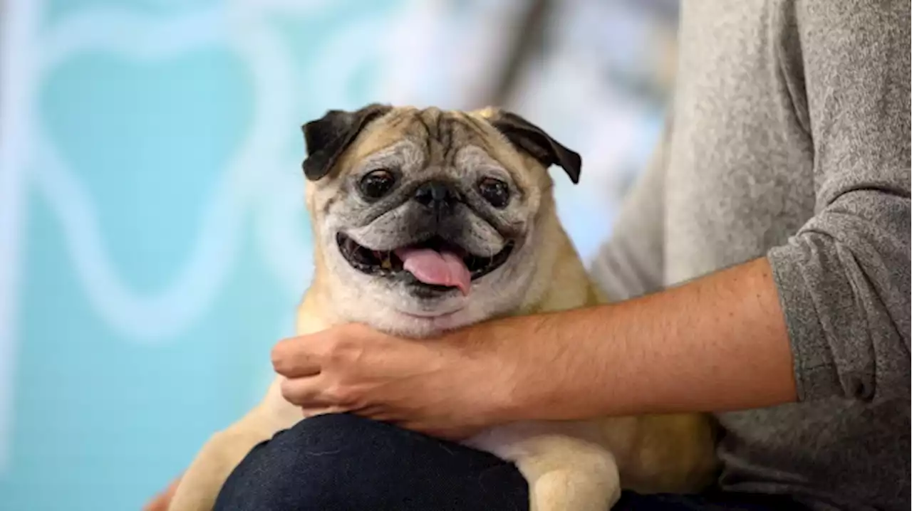 Noodle, the TikTok-famous 'bones or no bones' pug, has died