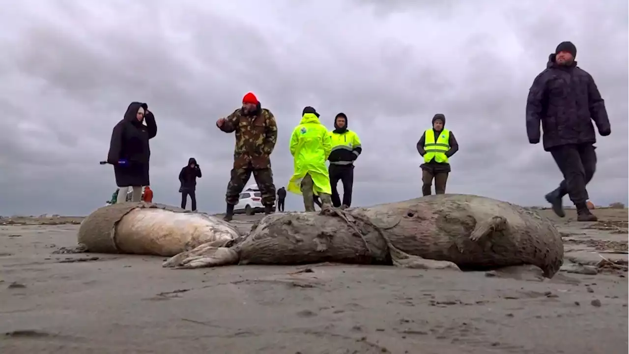 1,700 dead seals found on Russia's Caspian coast