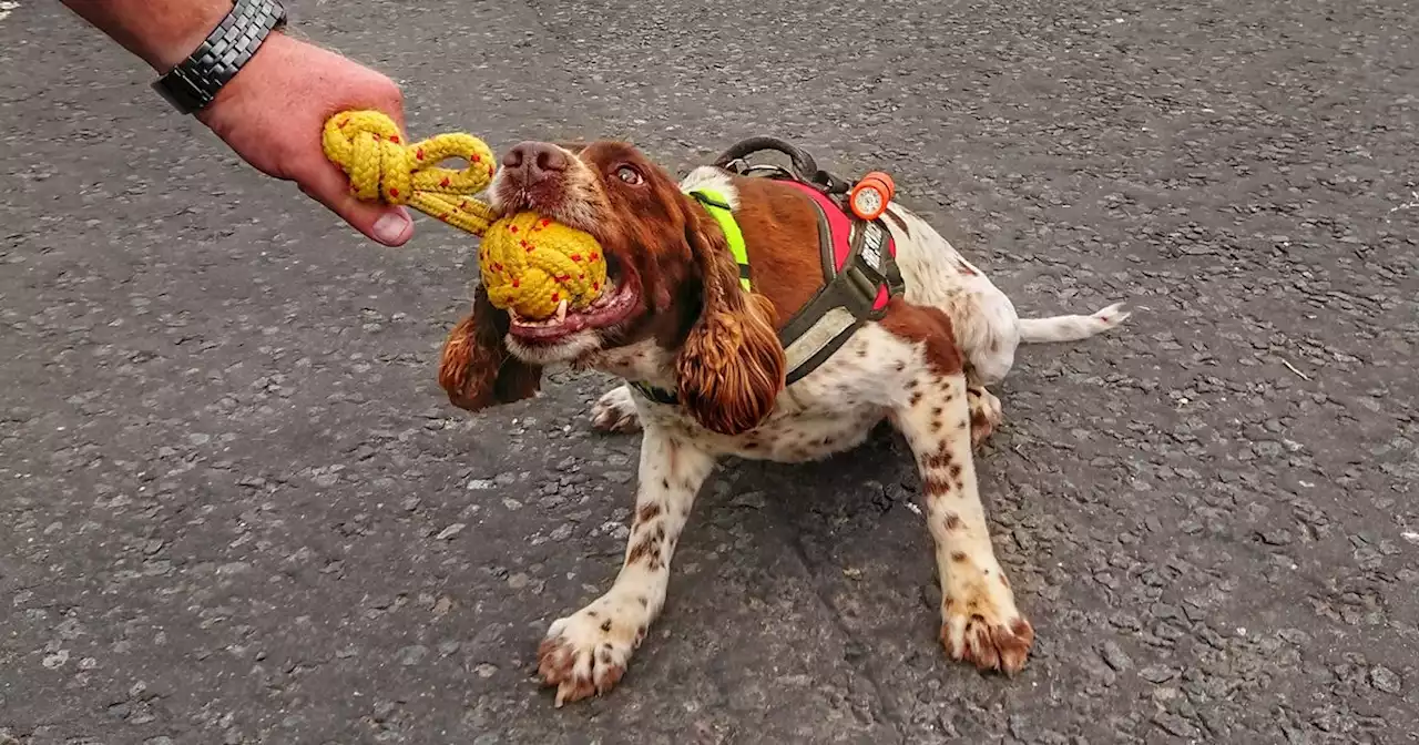 Tributes paid to award-winning Scots rescue dog after much-loved pooch's death