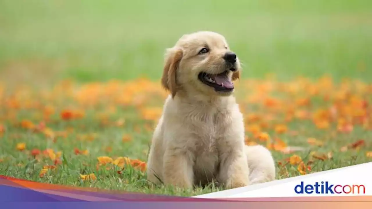 Penjualan Daging Anjing di Cirebon Disorot Pencinta Hewan