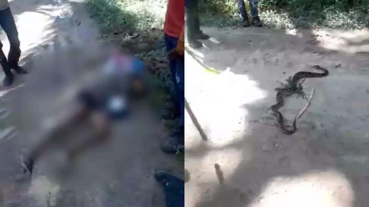 Murió hombre al que mordió una serpiente en Algarrobo, Magdalena