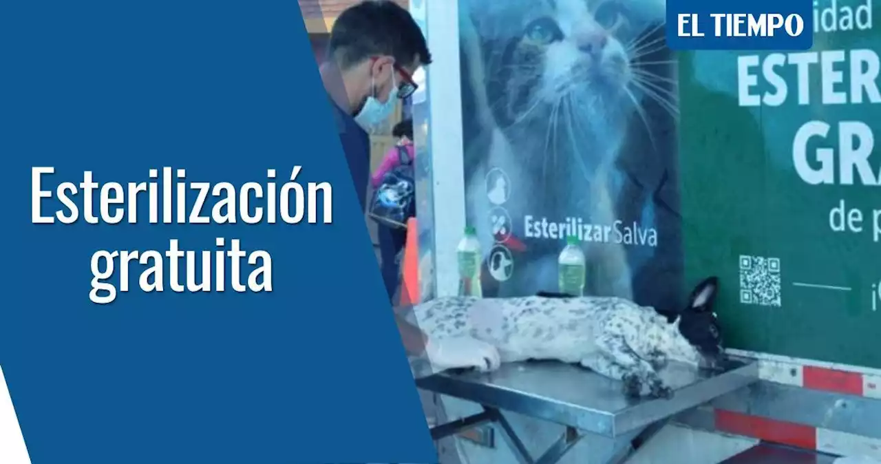 Así puede acceder a uno de los 2.200 turnos de esterilización de animales