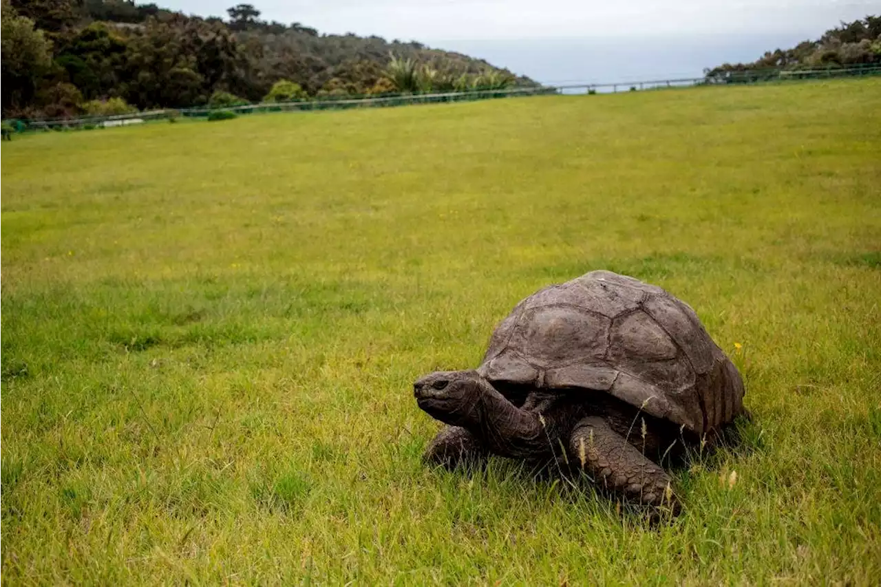 Jonathan the tortoise celebrates 190th birthday, oldest living land animal