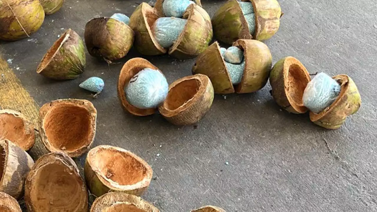 Mexican police seize over 600 pounds of fentanyl stuffed coconuts from truck near border