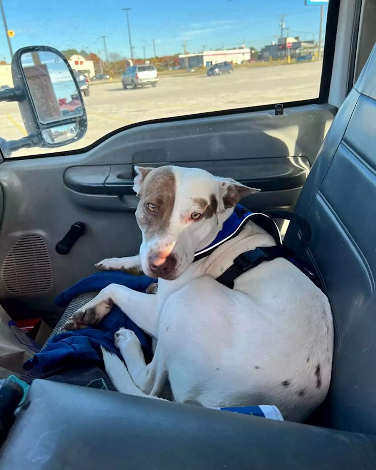 'Reckless driver' in Texas Walmart parking lot that struck 2 cars turns out to be dog