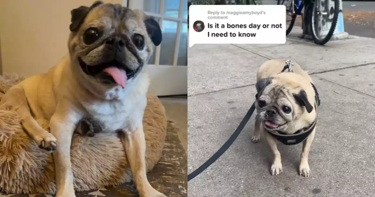 Noodle, pug famous for 'bones or no bones' day on TikTok, passes away