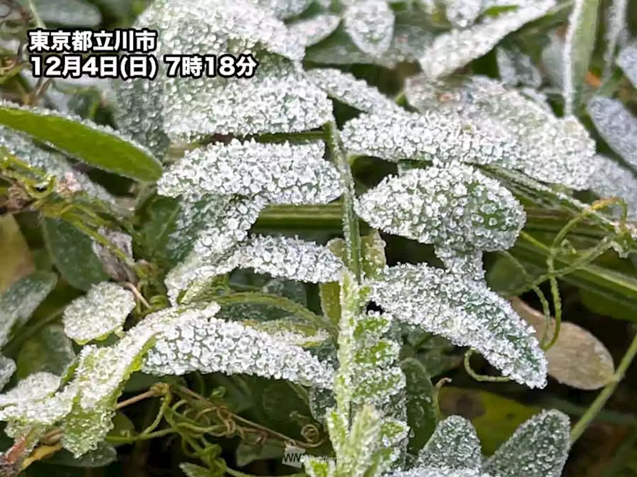 東京都心で「初霜」を観測 1988年以来34年ぶりの早さ - トピックス｜Infoseekニュース