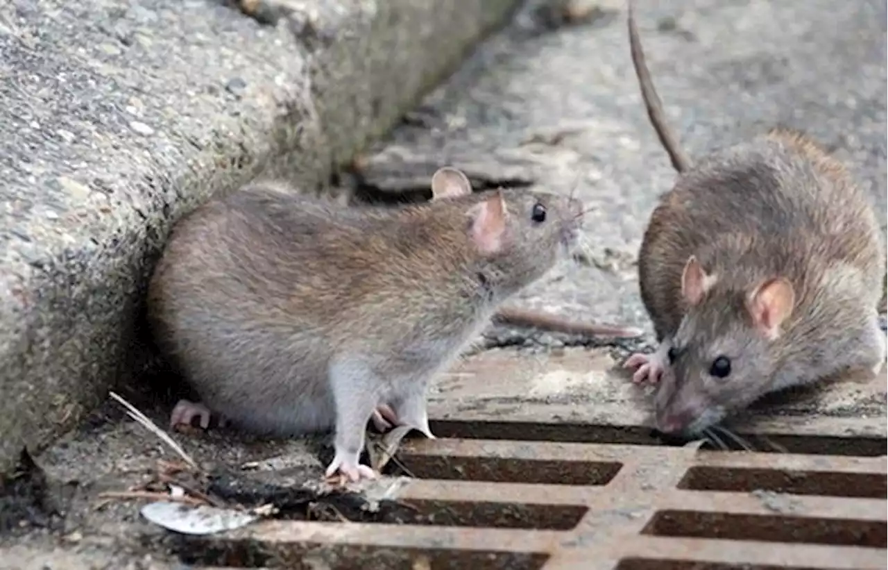 Temukan Enam Kasus Leptospirosis, Wali Kota Terbitkan SE Kewaspadaan KLB