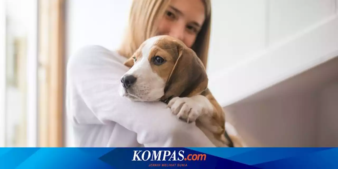 10 Hal yang Tidak Boleh Dilakukan pada Anjing Peliharaan, Bisa Bahaya