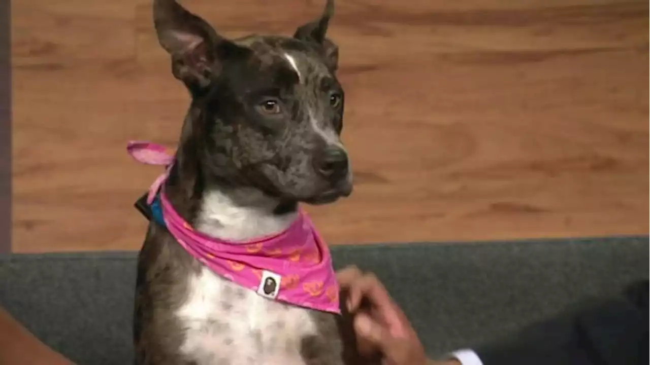 KPRC 2 Pet Project: Meet Coco, a pup with lots of Christmas cheer