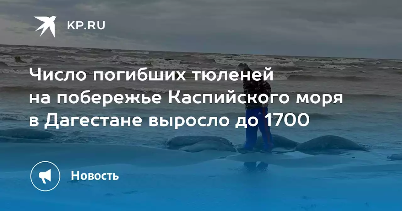 Число погибших тюленей на побережье Каспийского моря в Дагестане выросло до 1700