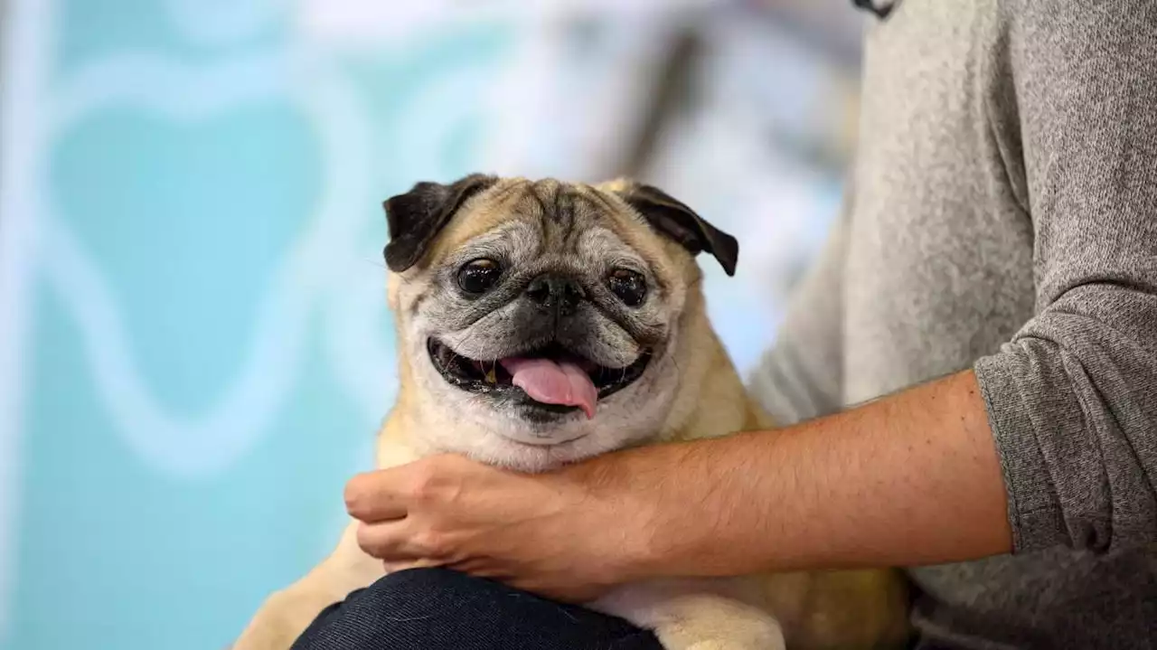 Noodle, the TikTok-famous 'bones or no bones' pug, has died