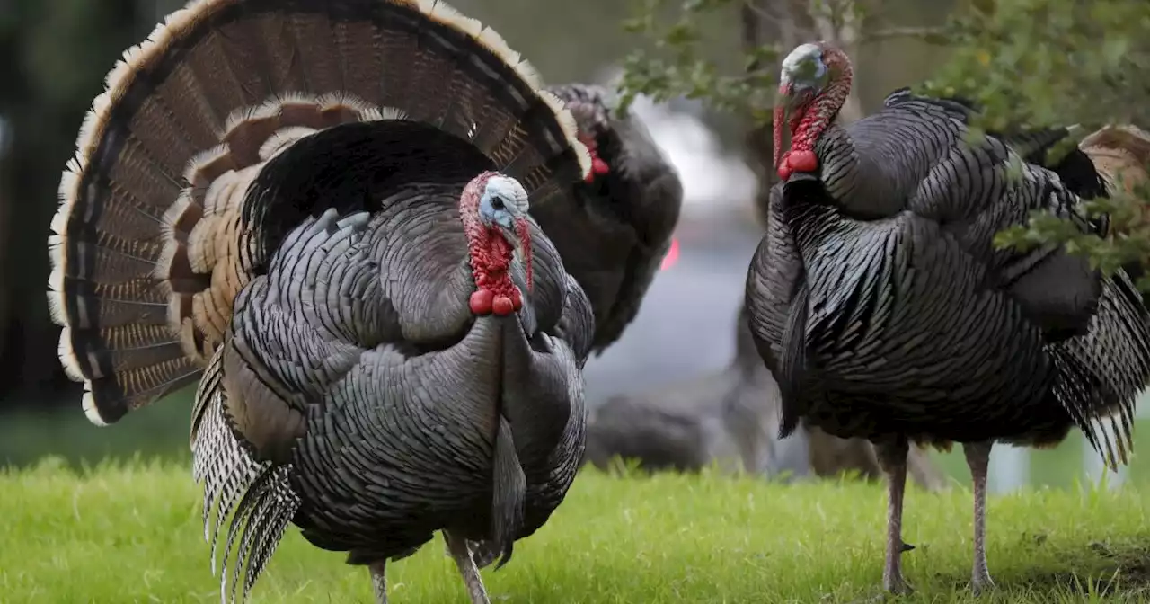 Wildlife officials failed to capture wild turkeys before attack on Sacramento delivery driver