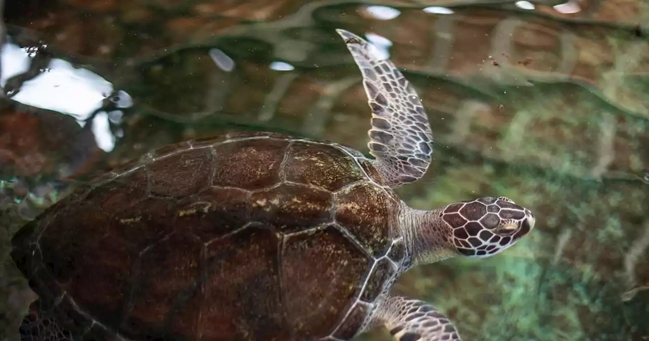 Jonathan, la plus vieille tortue du monde, fête ses 190 ans