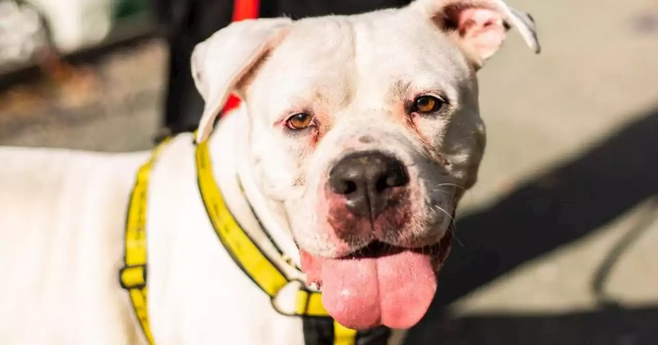 Lovable dog given up weeks before Christmas looking to find a new family