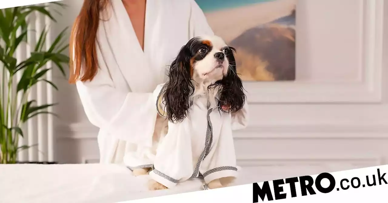 You can now bring your dog for a spa day at one of the UK's top hotels