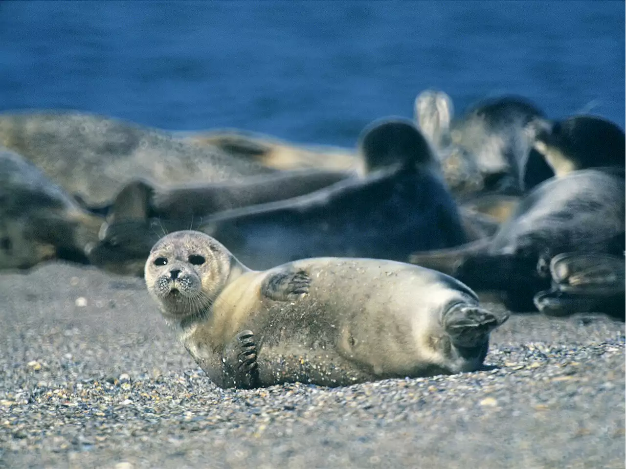 Mystery as nearly 2,000 endangered seals wash up dead on Russian coast