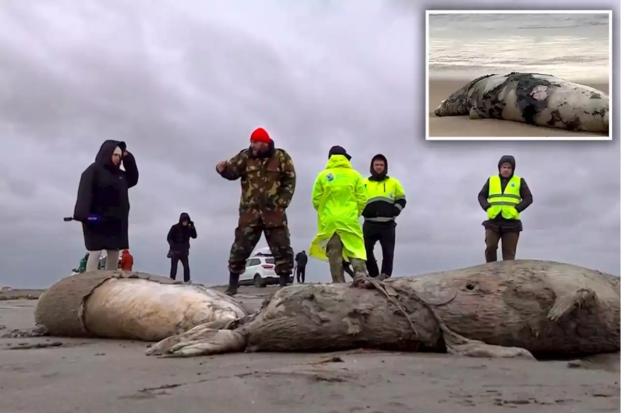 Thousands of dead seals wash up on Russian shore