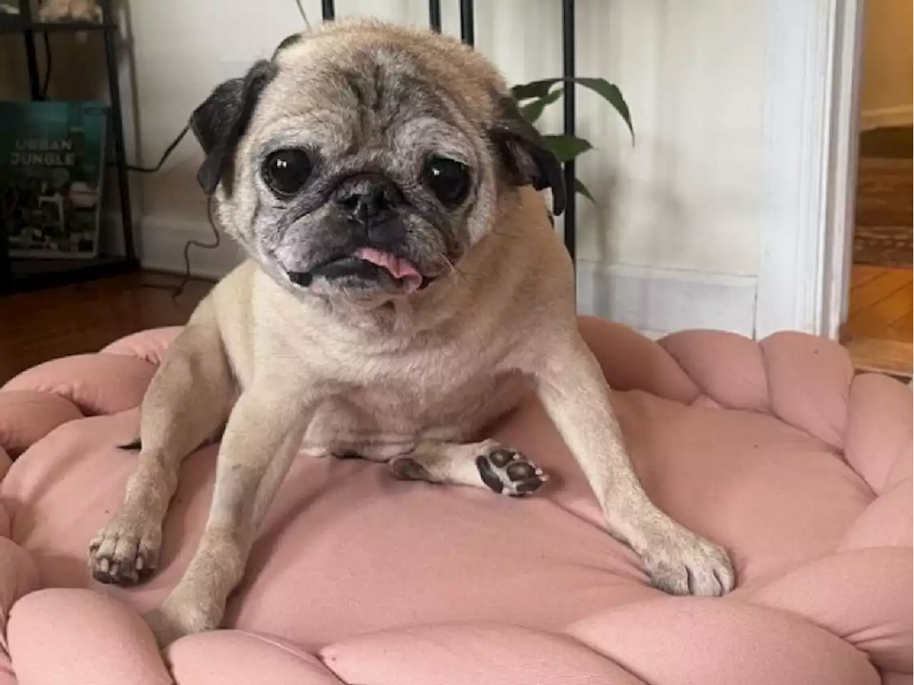 'NO BONES DAY': Pug who went viral on TikTok dies