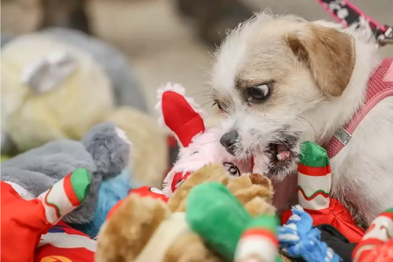 Dogs at this Philly shelter started the holidays early with their pick of squeaky toys