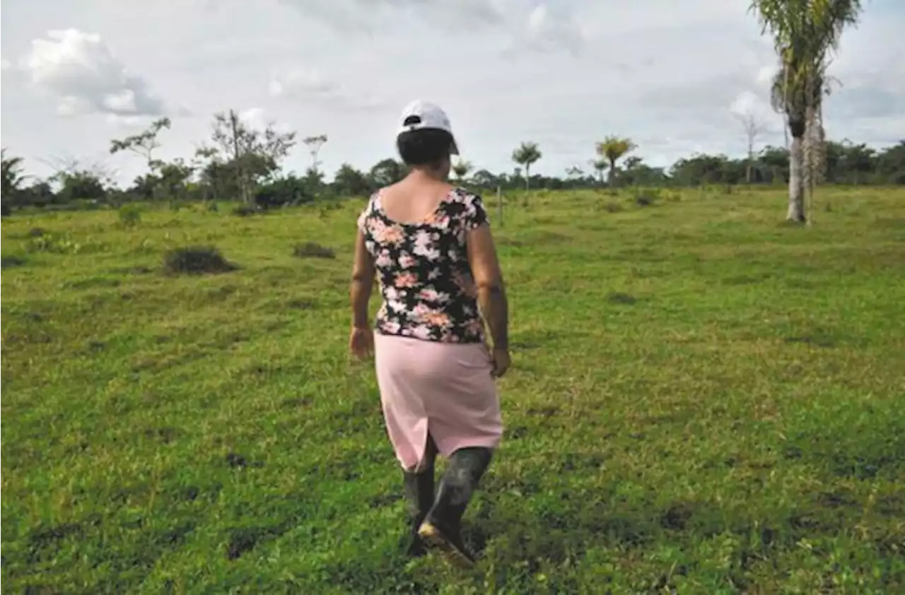 Ganaderos que despojaron a miles de campesinos de sus tierras darán cara en la JEP - Pulzo