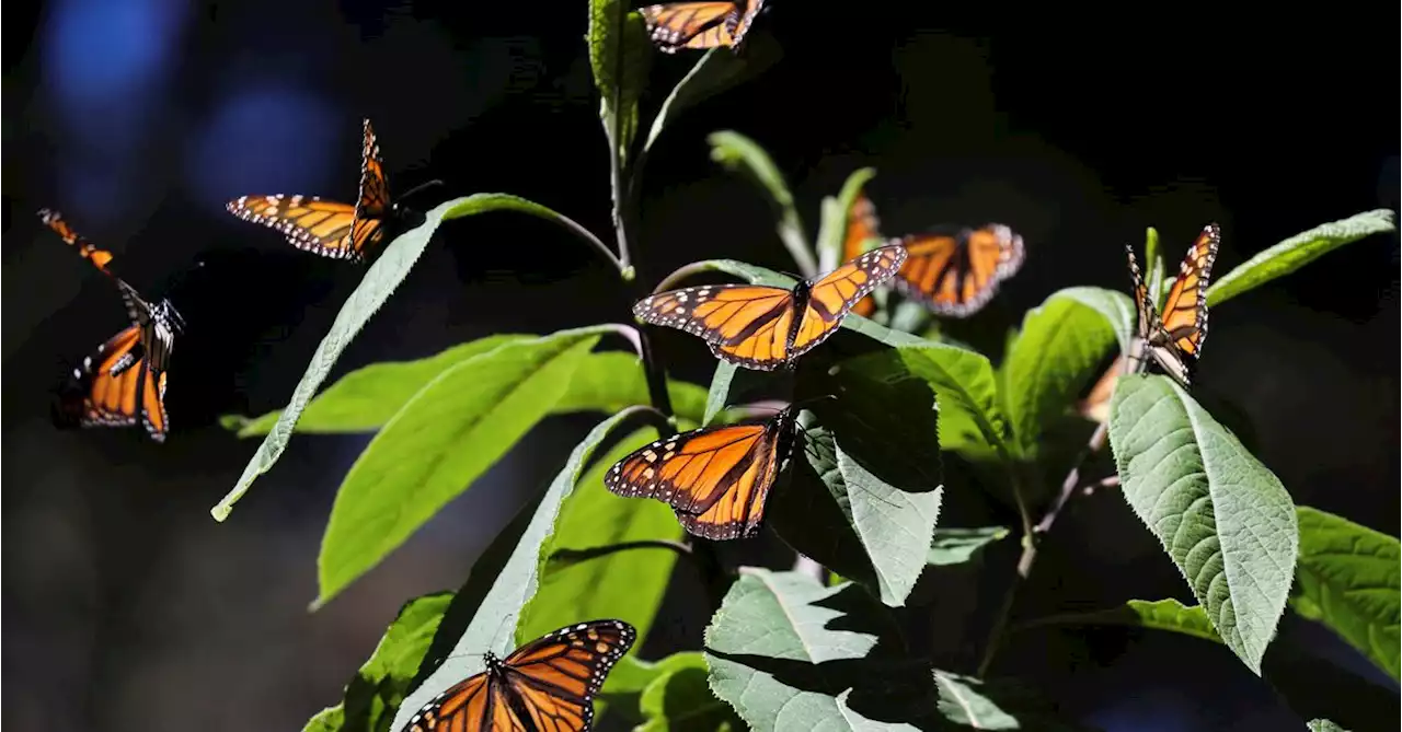 In Mexico, endangered monarch butterflies inspire hopes of a comeback