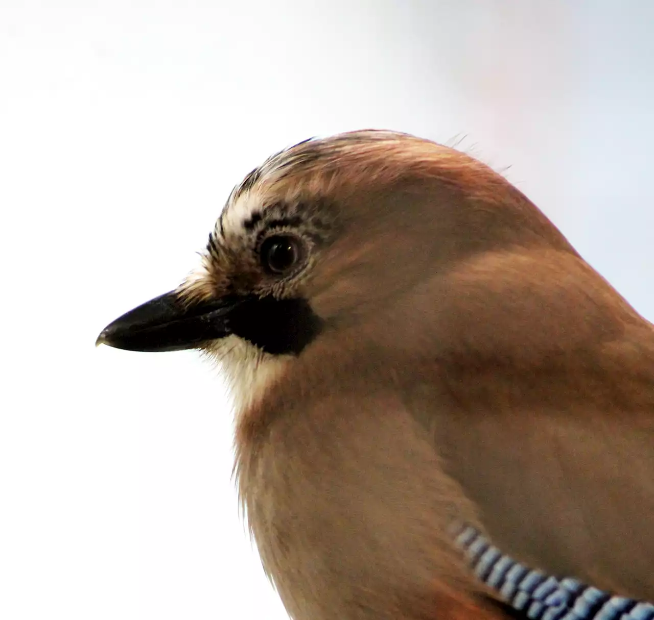 Just Like Humans – More Intelligent Jays Have This Characteristic