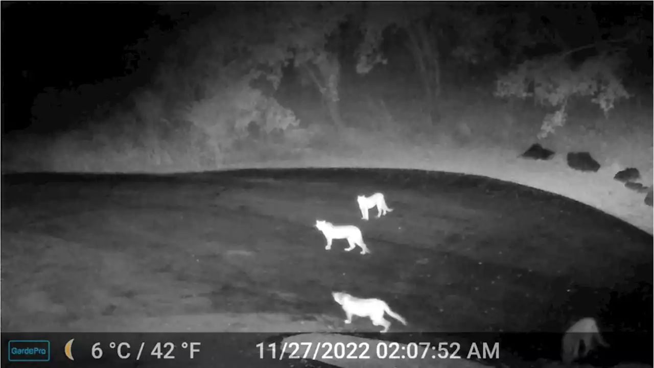 Rare footage of 4 mountain lions together in Santa Cruz County