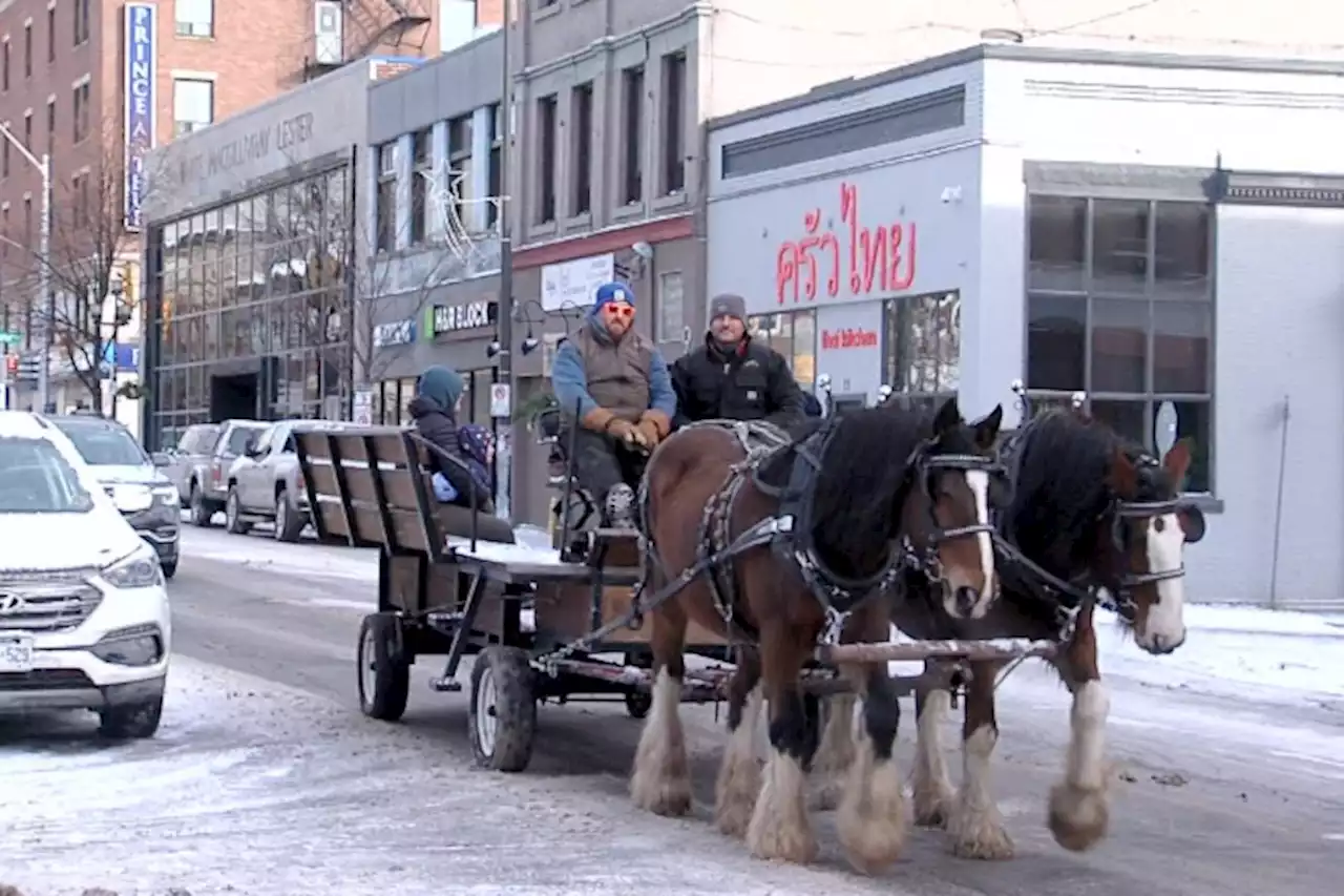 Horse-drawn carriage rides brings holiday cheer to Waterfront Dristrict