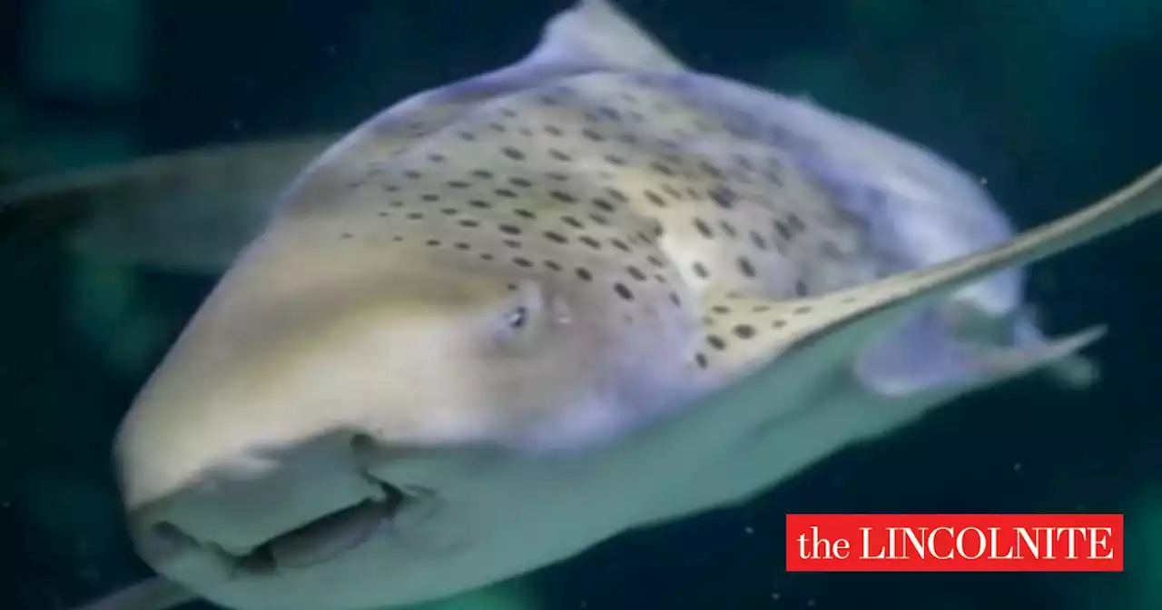 Skegness Aquarium's much-loved shark Nudge in breeding trip to France