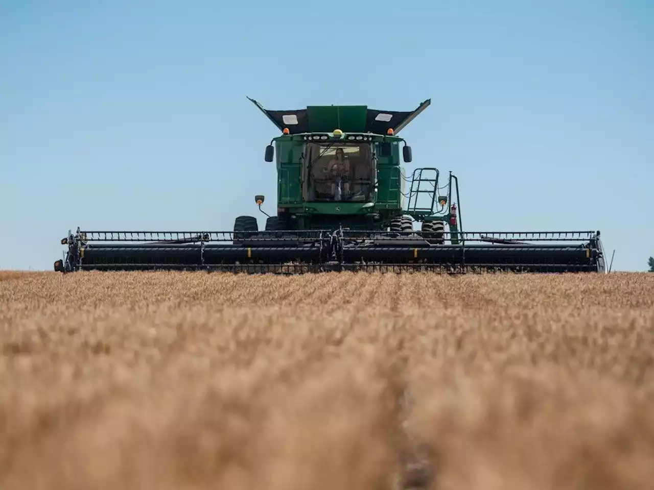 Canadian wheat, canola harvests turn out smaller than expected due to dryness