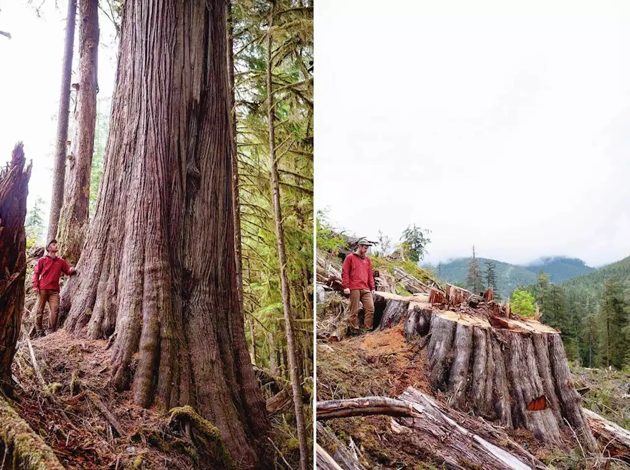 Falling in the gap: Giant trees are still being logged amid old-growth funding lag for B.C. First Nations