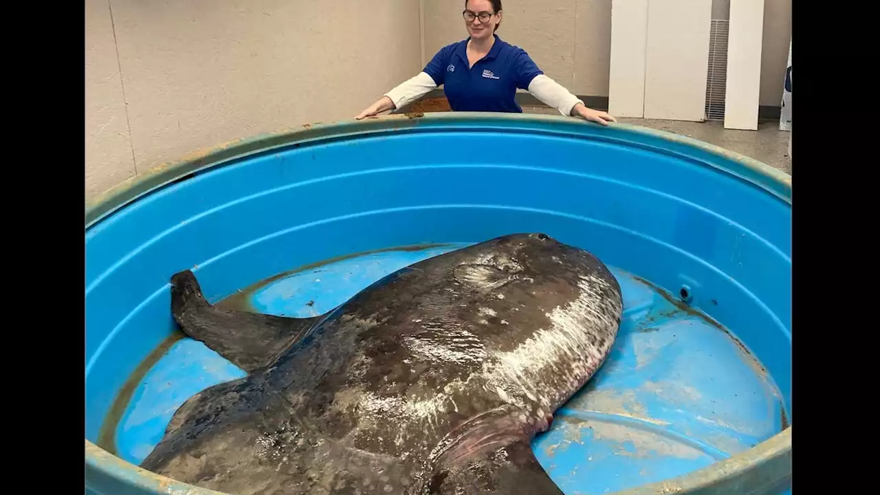 450-pound sunfish discovered on North Carolina beach; scientists are overjoyed