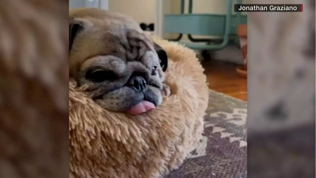 Noodle, senior pug who went viral on TikTok for ‘no bones day,’ dies