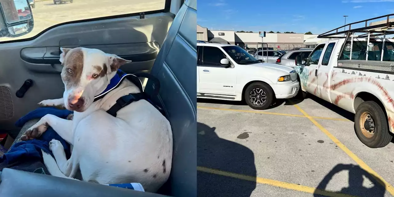 Dog apprehended for reckless driving in Walmart parking lot, police say