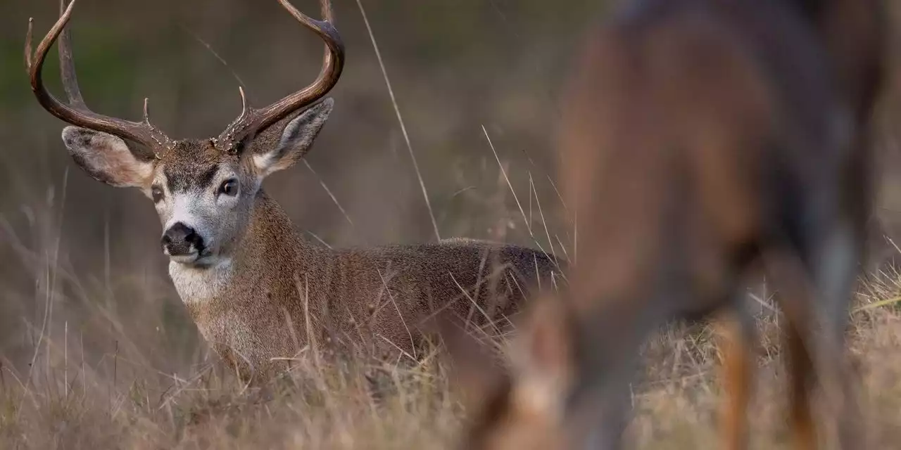 States Report Robust Deer Hunting This Year