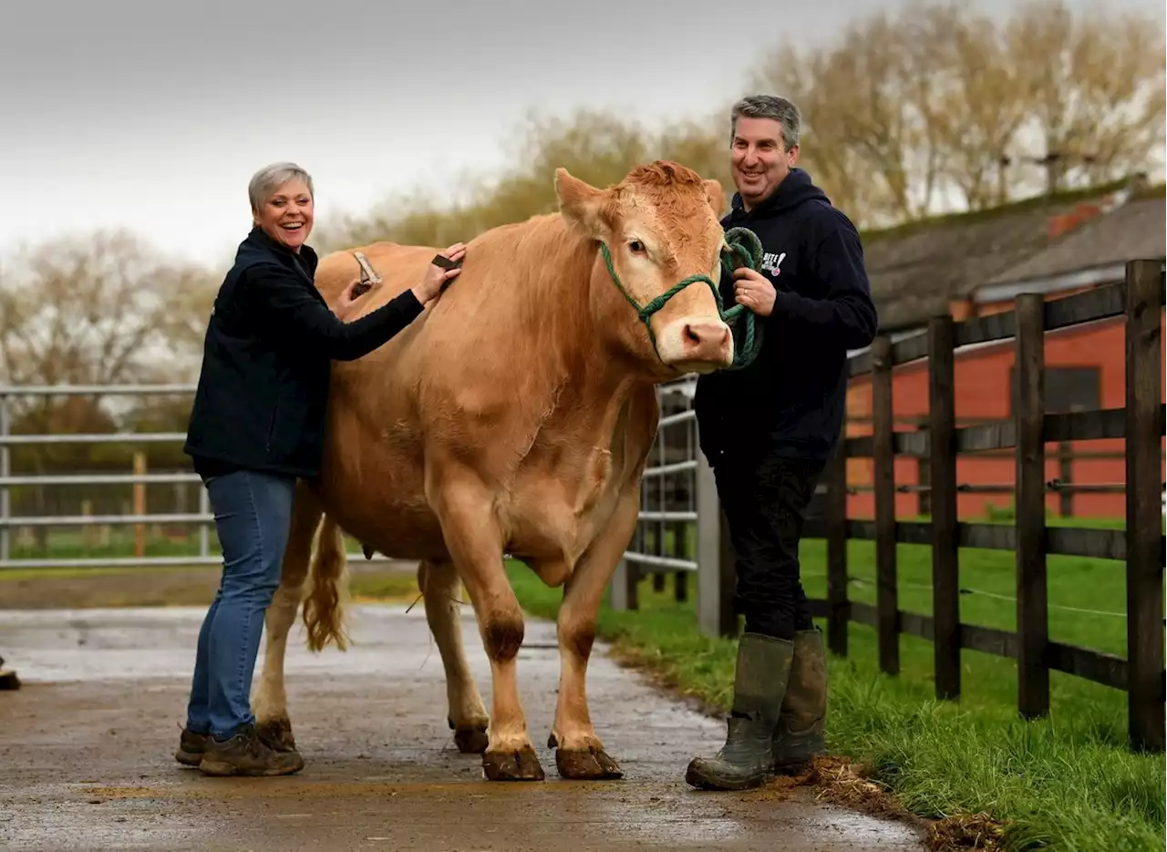 Cow Cuddle Experience: Meet the couple who are offering cow therapy sessions on their Yorkshire farm