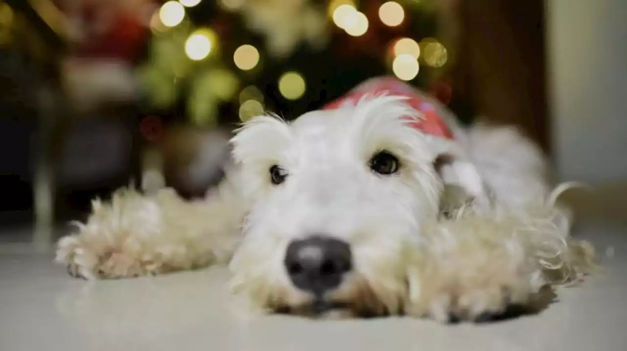 El estruendo de la pólvora, tortura de las mascotas en Navidad y Fin de Año