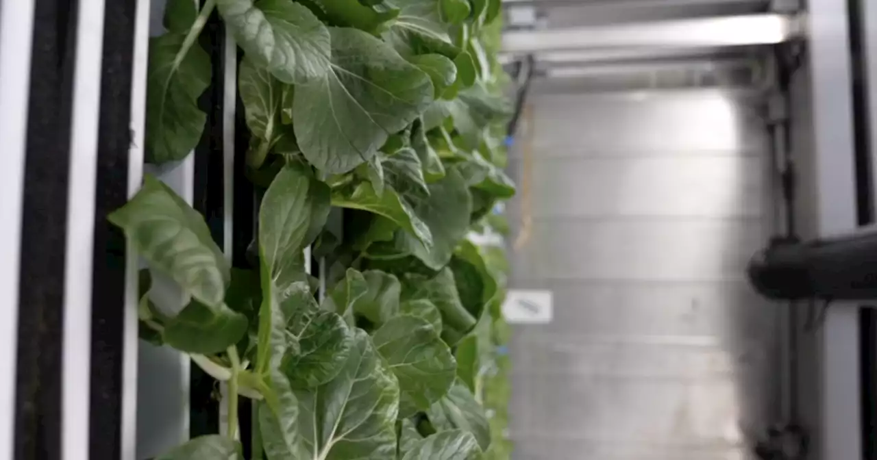 Indoor farming helps food banks get fresh produce to those in need