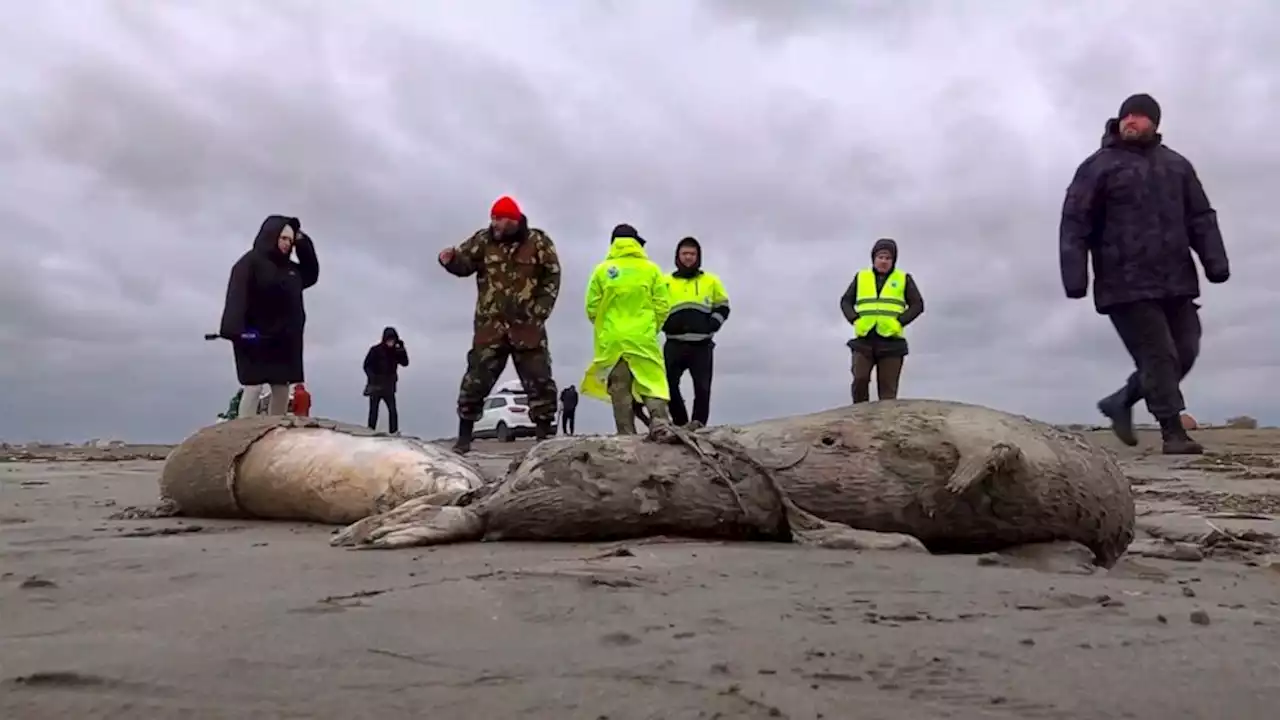 2,500 dead seals found on Russia's Caspian coast