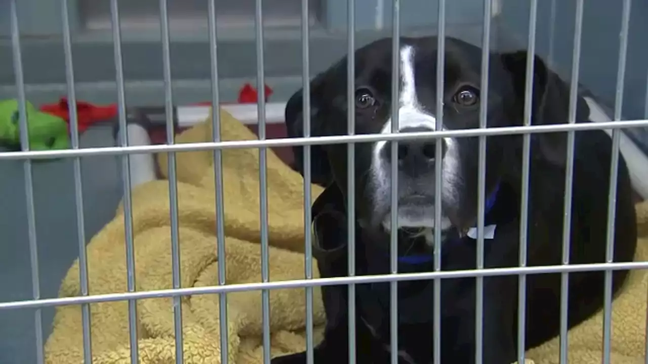 Chicago Anti-Cruelty Society hosts 'Howliday' adoption event for all dogs over 40 lbs