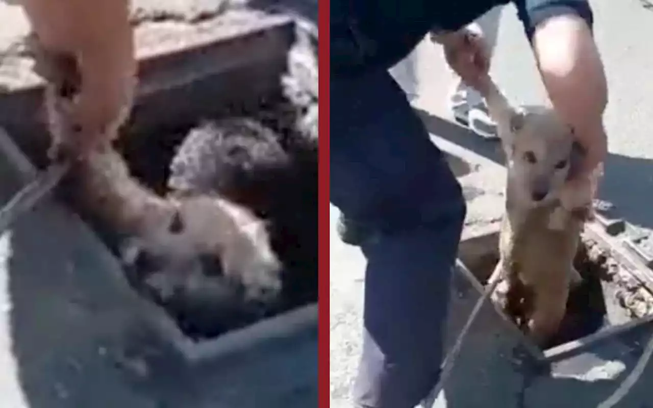 Rescatan a perrito que cayó en coladera abierta | Video