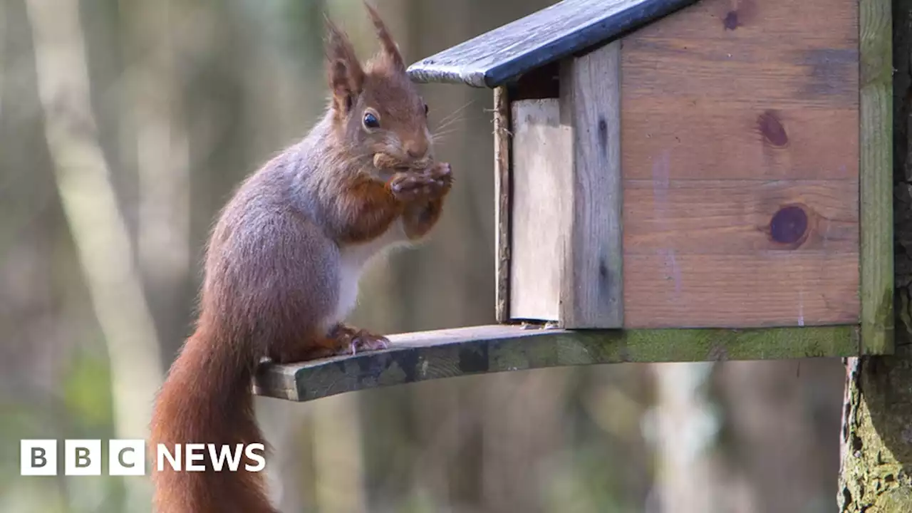 Squirrelpox: Fatal case confirmed in north Wales